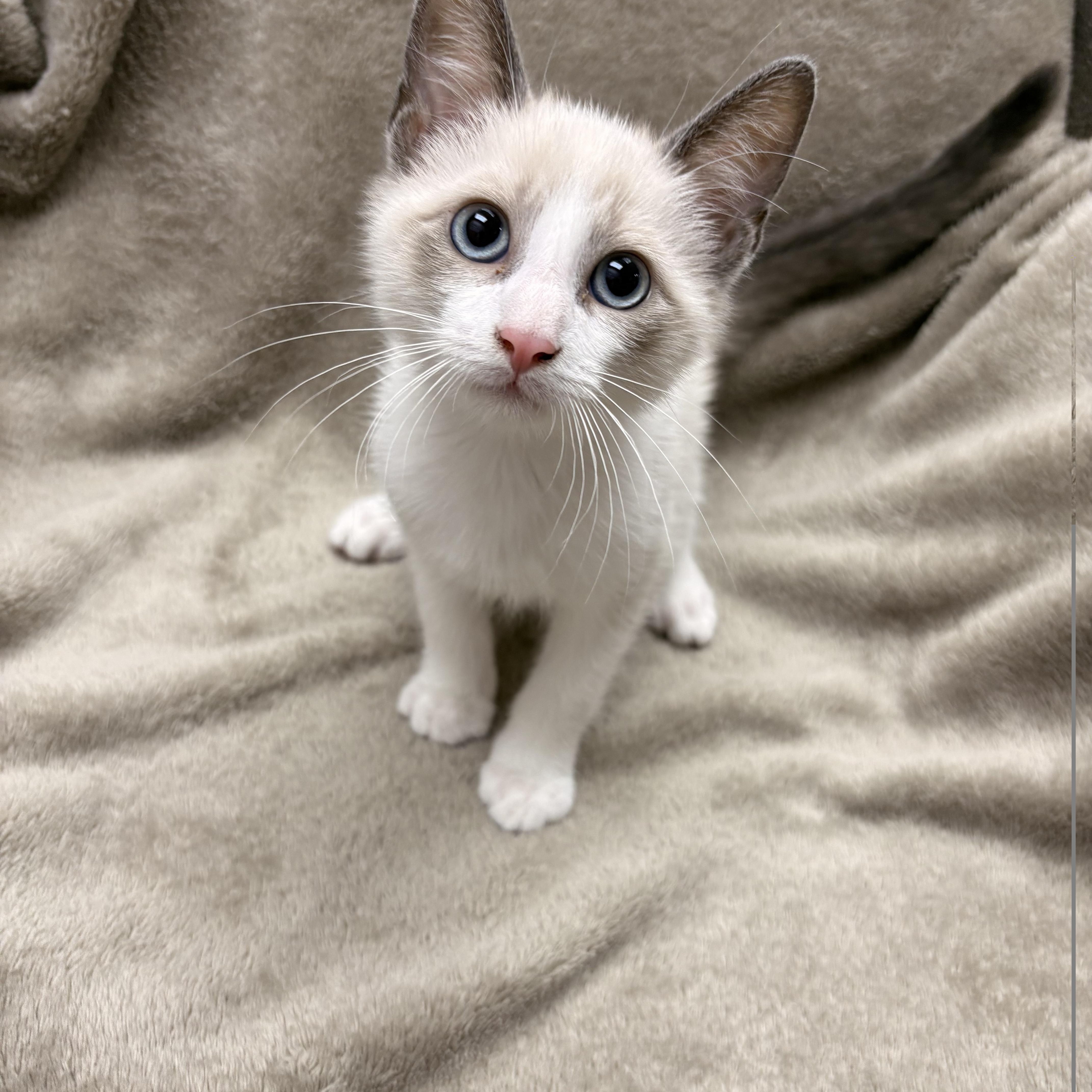 A baby medium-sized male White Domestic Short Hair cat named Hoodwink for adoption in White Oak, PA