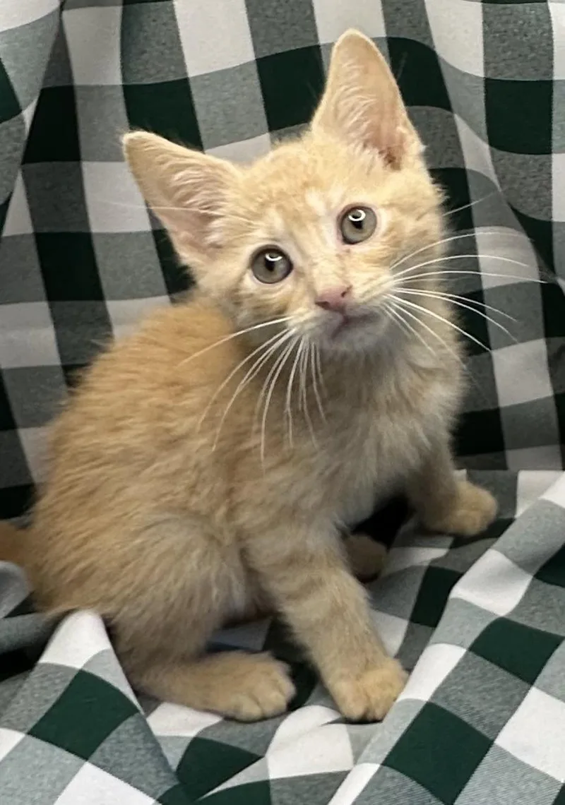 A baby small-sized male Domestic Short Hair cat named Bean Stew for adoption in San Diego, CA
