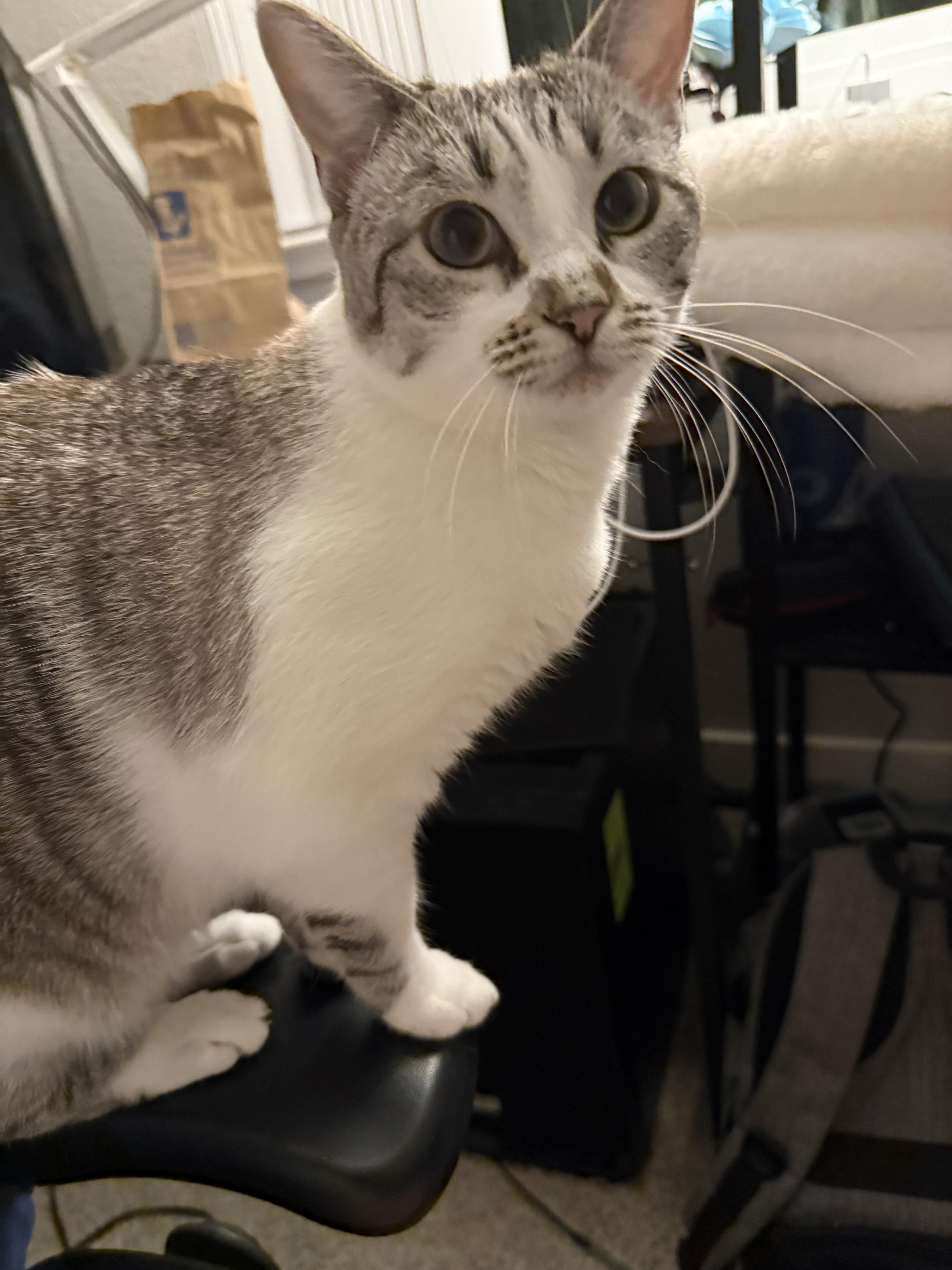 A young medium-sized male Cream / Ivory Siamese cat named Luna & Felix for adoption in San Jose, CA