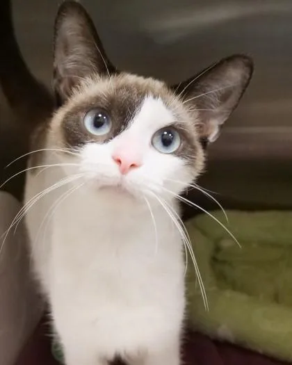 An adult medium-sized female Domestic Short Hair cat named Meg for adoption in Fishers, IN
