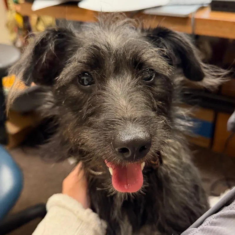 An adult small-sized female Fox Terrier dog named Foxy C for adoption in Oklahoma City, OK
