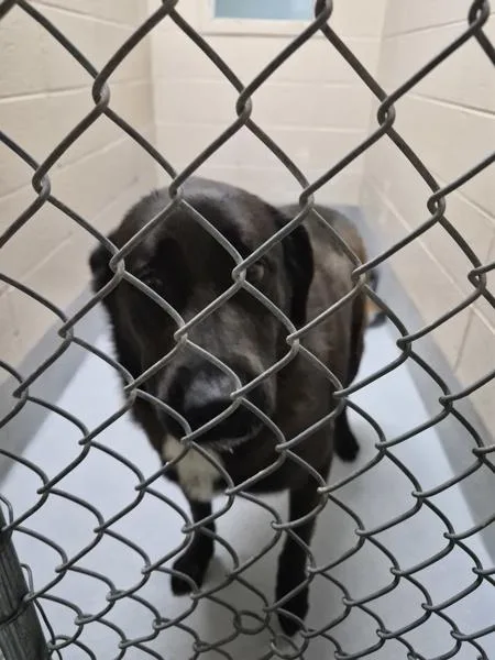 An adult large-sized male Labrador Retriever dog named Pen C Cedo for adoption in Lawrenceville, GA