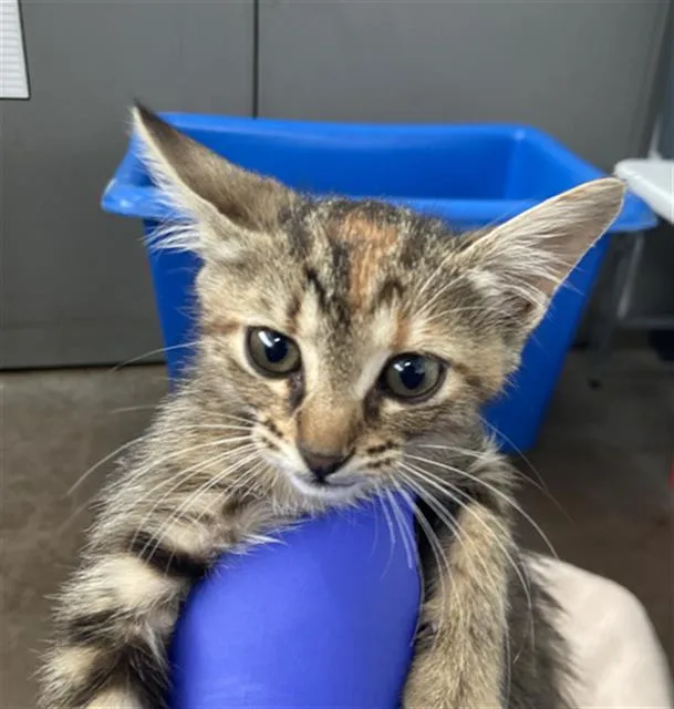 A baby medium-sized female Domestic Short Hair cat named Julia Child for adoption in Dallas, TX