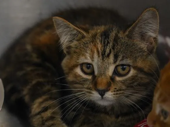 A baby small-sized male Domestic Short Hair cat named Hcrew for adoption in Evans City, PA