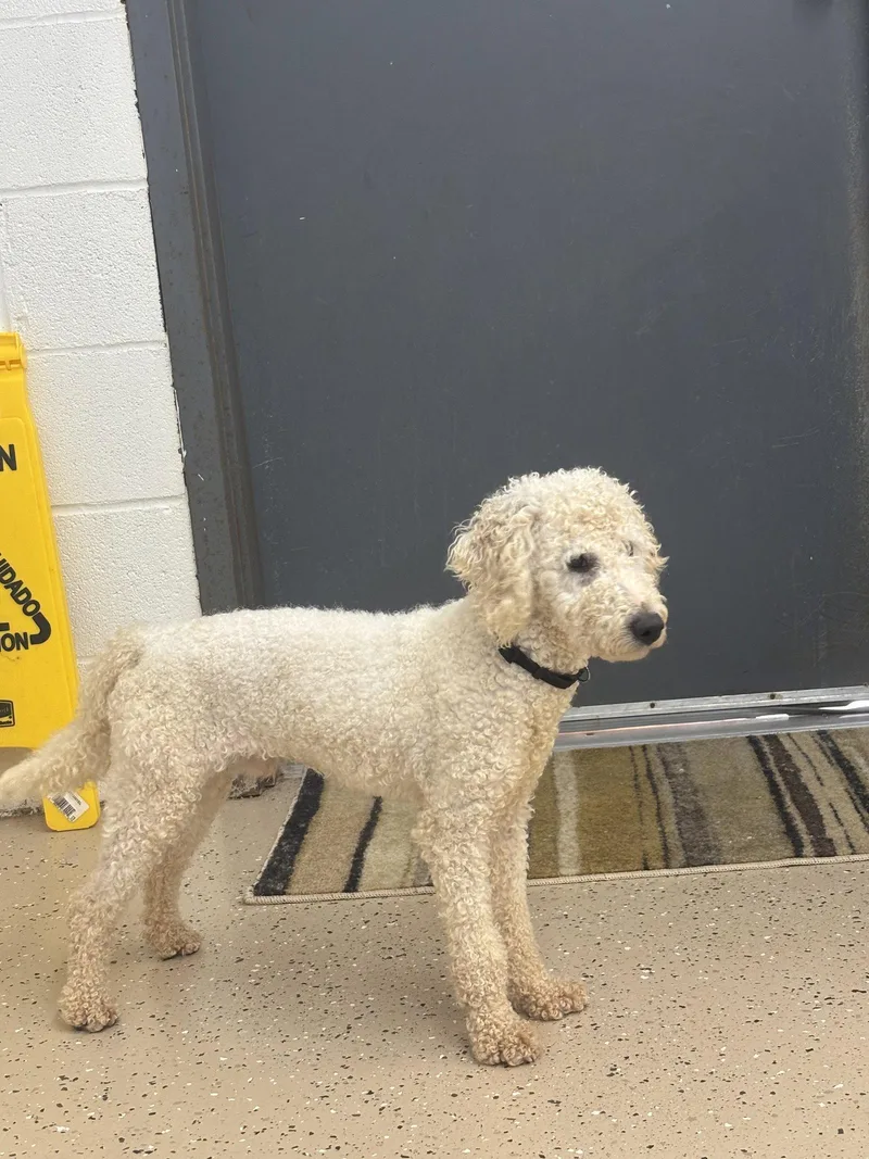 A young small-sized male Poodle dog named Zane for adoption in York, SC