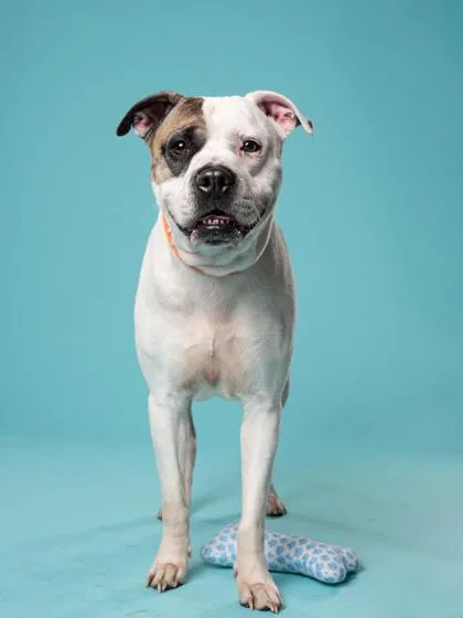 An adult medium-sized male Pit Bull Terrier dog named Twin for adoption in Atlanta, GA
