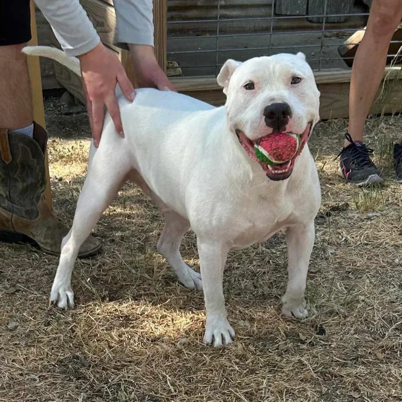 An adult large-sized male White / Cream Staffordshire Bull Terrier dog named Max Cooper for adoption in Seguin, TX