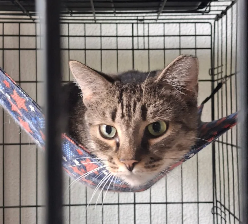 A young medium-sized female Domestic Short Hair cat named Jewels for adoption in Canton, CT