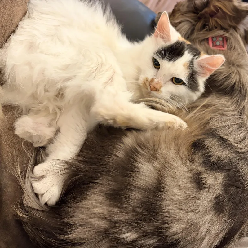 An adult medium-sized female Calico Domestic Medium Hair cat named Nova for adoption in Price, UT