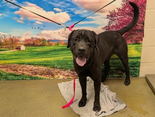 An adult large-sized male Labrador Retriever dog named Topper for adoption in Moreno Valley, CA