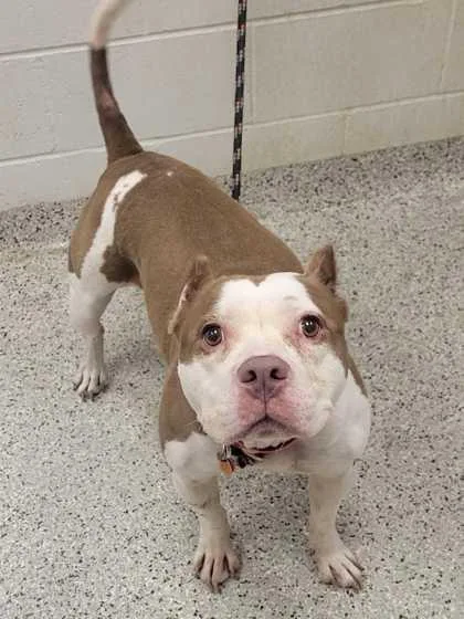 An adult large-sized female Brown / Chocolate Pit Bull Terrier dog named Shakira for adoption in Kansas City, MO