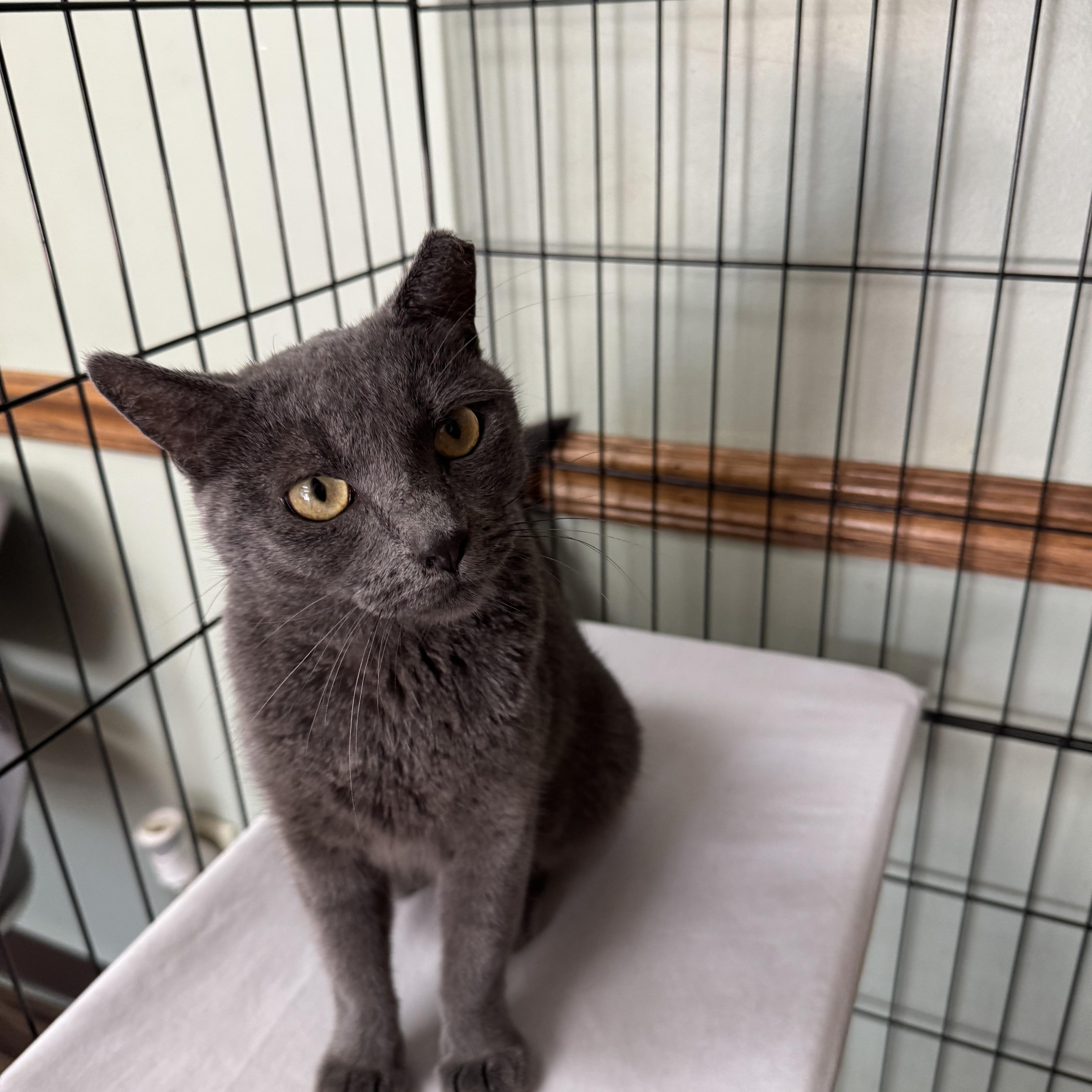 A young medium-sized female Gray / Blue / Silver Domestic Short Hair cat named Platinum for adoption in Valley Center, KS