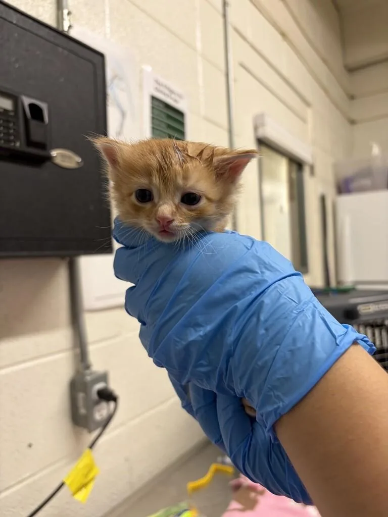 A baby medium-sized male Domestic Short Hair cat named Sodium for adoption in Fruit Heights, UT