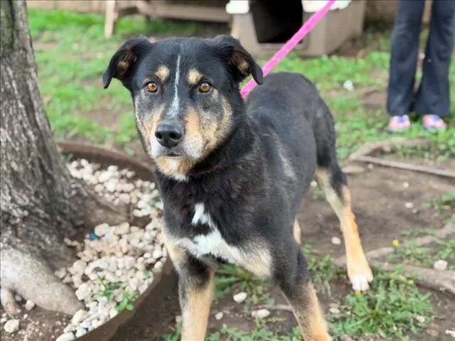 An adult large-sized male German Shepherd Dog dog named Bubby for adoption in Tulsa, OK