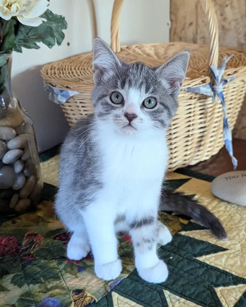 A young large-sized male Gray & White Domestic Short Hair cat named Arlo for adoption in Little Falls, MN