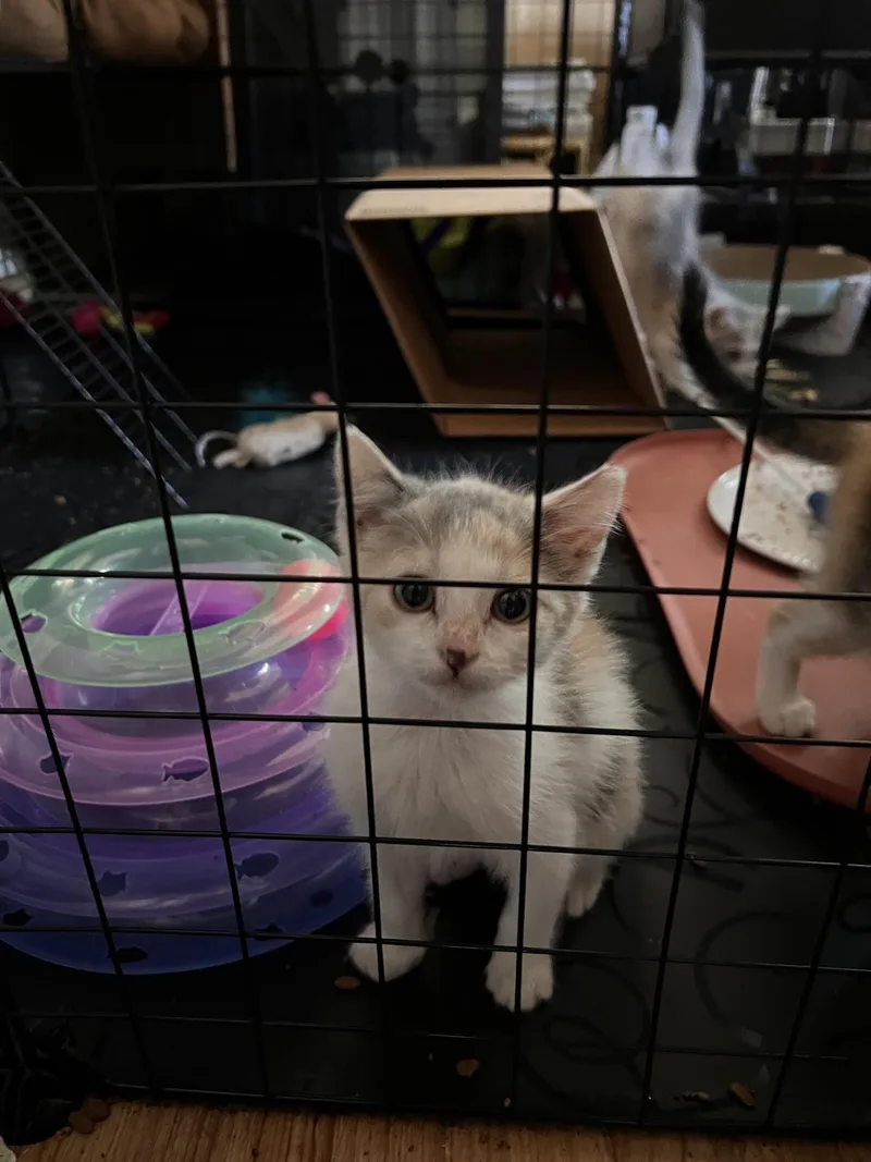 A baby medium-sized female Domestic Medium Hair cat named Shortbread for adoption in Reno, NV