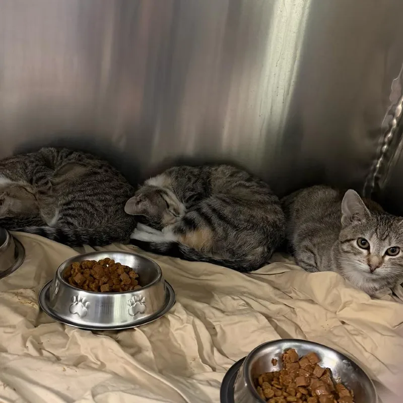 A young small-sized female Brown / Chocolate Domestic Short Hair cat named Mimosa Mckenzie for adoption in Merrifield, VA
