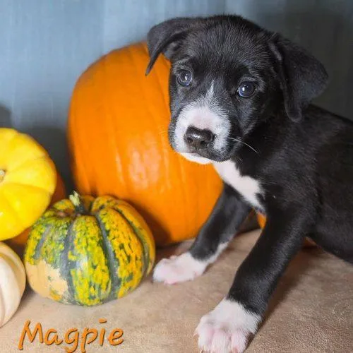 A baby medium-sized female Black Feist dog named Magpie for adoption in Sanford, NC