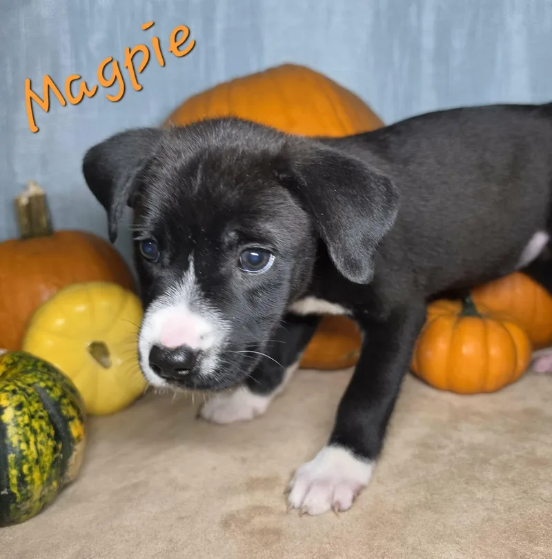 Magpie thumbnail 2