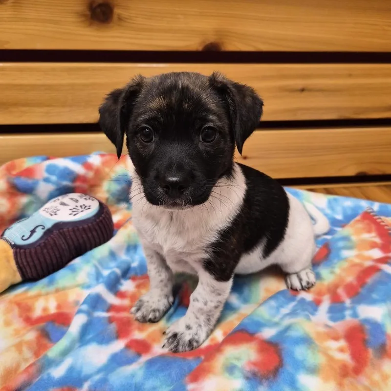A baby small-sized male Mixed Breed dog named Ziggy for adoption in Woodstock, IL