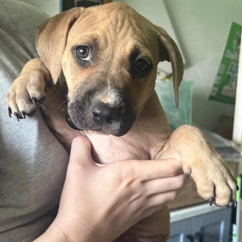 A baby large-sized female Yellow / Tan / Blond / Fawn Boxer dog named Rachael for adoption in Tampa, FL