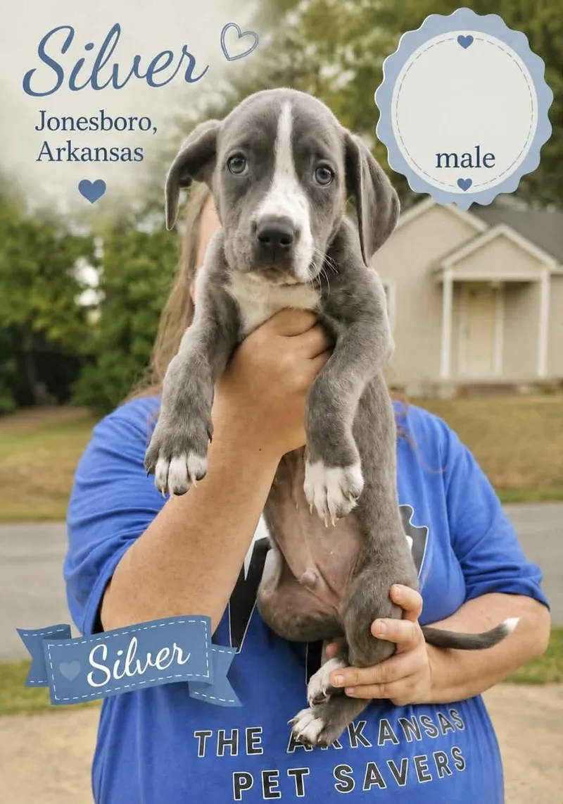 A baby medium-sized male Labrador Retriever dog named Silver for adoption in Manchester, CT