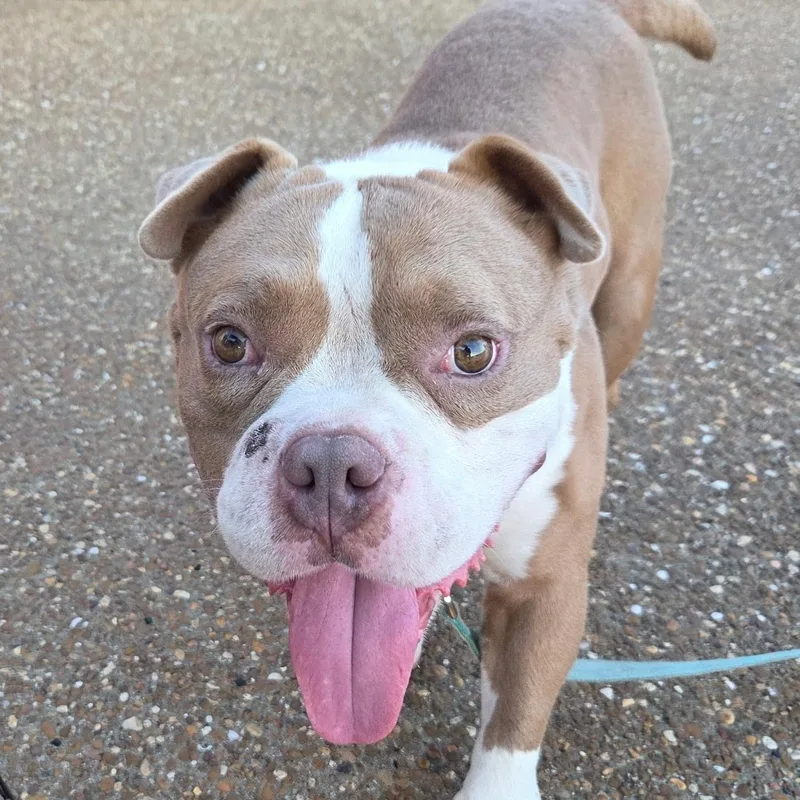 A young medium-sized male Golden English Bulldog dog named Winston for adoption in Brentwood, TN