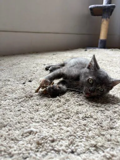 A baby small-sized female Domestic Short Hair cat named Pepper for adoption in Oakland, CA