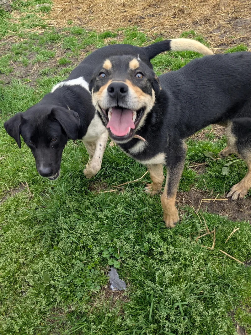 An adult medium-sized female Rottweiler dog named Gabby for adoption in Manchester, NH