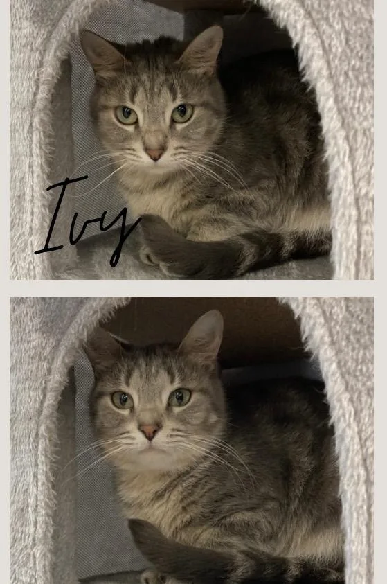 A young medium-sized female Domestic Short Hair cat named Ivy for adoption in Pierceton, IN