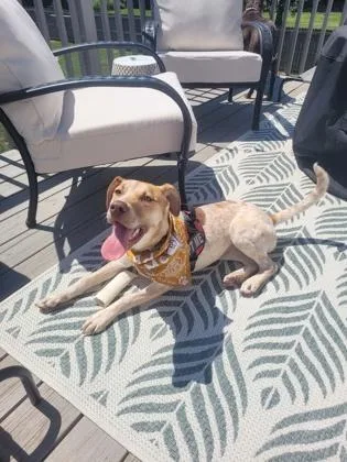 A baby medium-sized female Redbone Coonhound dog named Rosie for adoption in Cumming, GA
