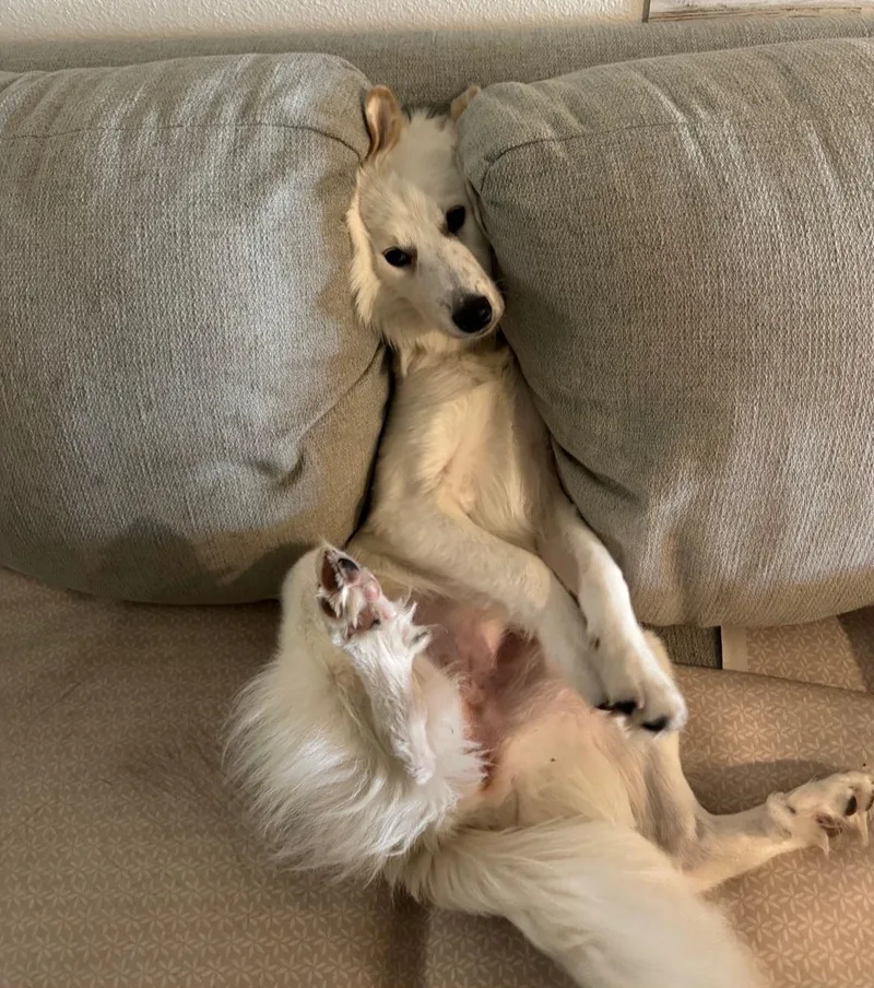 An adult medium-sized female Retriever dog named RWillow for adoption in Oviedo, FL
