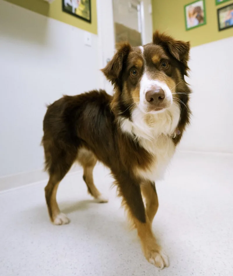A young medium-sized male Australian Shepherd dog named River for adoption in Cincinnati, OH