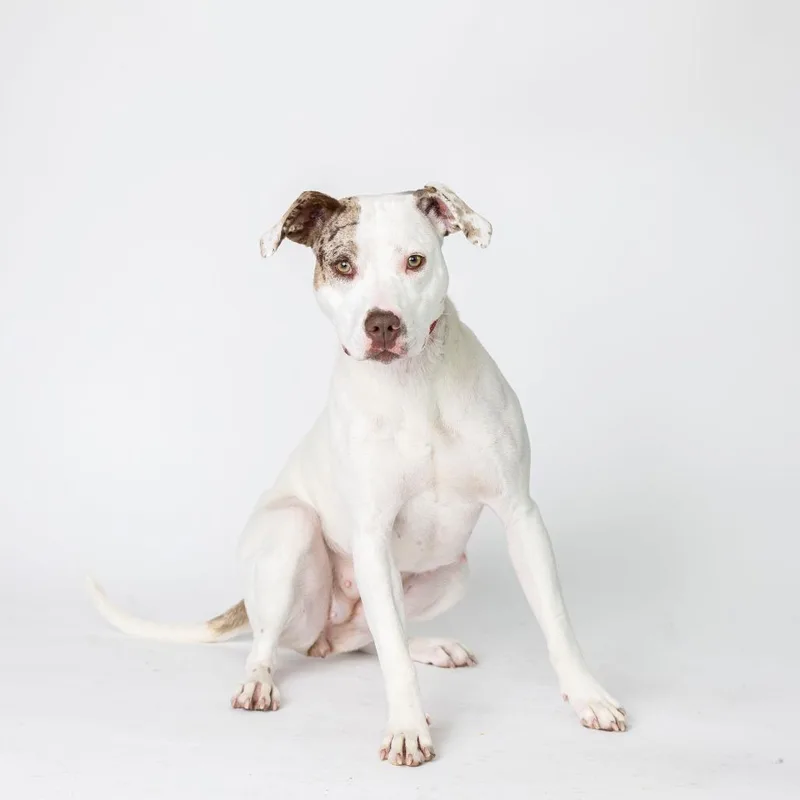 A young medium-sized female White / Cream Mixed Breed dog named Jersey for adoption in Dearborn, MI