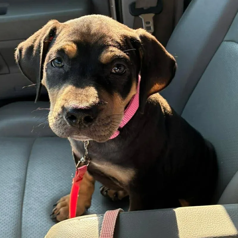 A baby large-sized female Black Catahoula Leopard Dog dog named June for adoption in Petersburg, IL