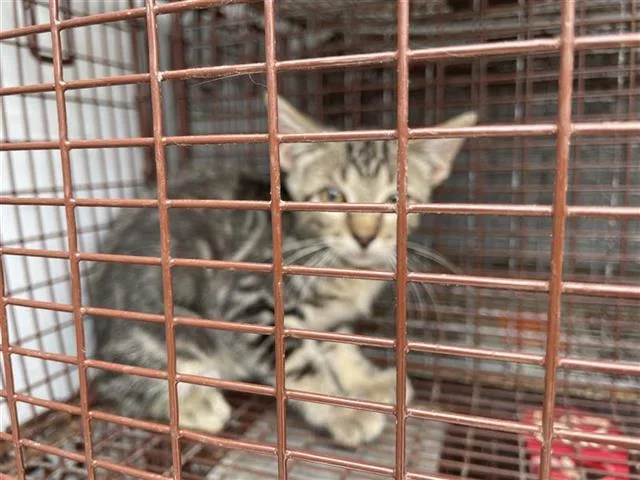 A baby medium-sized male Domestic Short Hair cat named A for adoption in Houston, TX