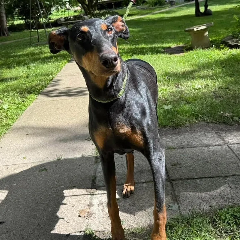 An adult large-sized female Doberman Pinscher dog named Reese for adoption in Barrington, IL