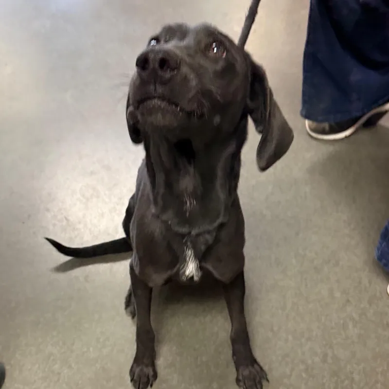A young medium-sized male Black Labrador Retriever dog named Fido for adoption in Idaho Falls, ID