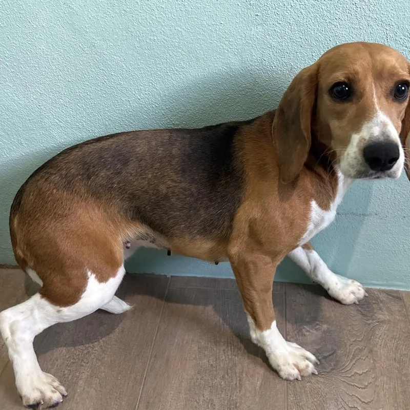 An adult small-sized female Yellow / Tan / Blond / Fawn Beagle dog named UU for adoption in LOXAHATCHEE, FL