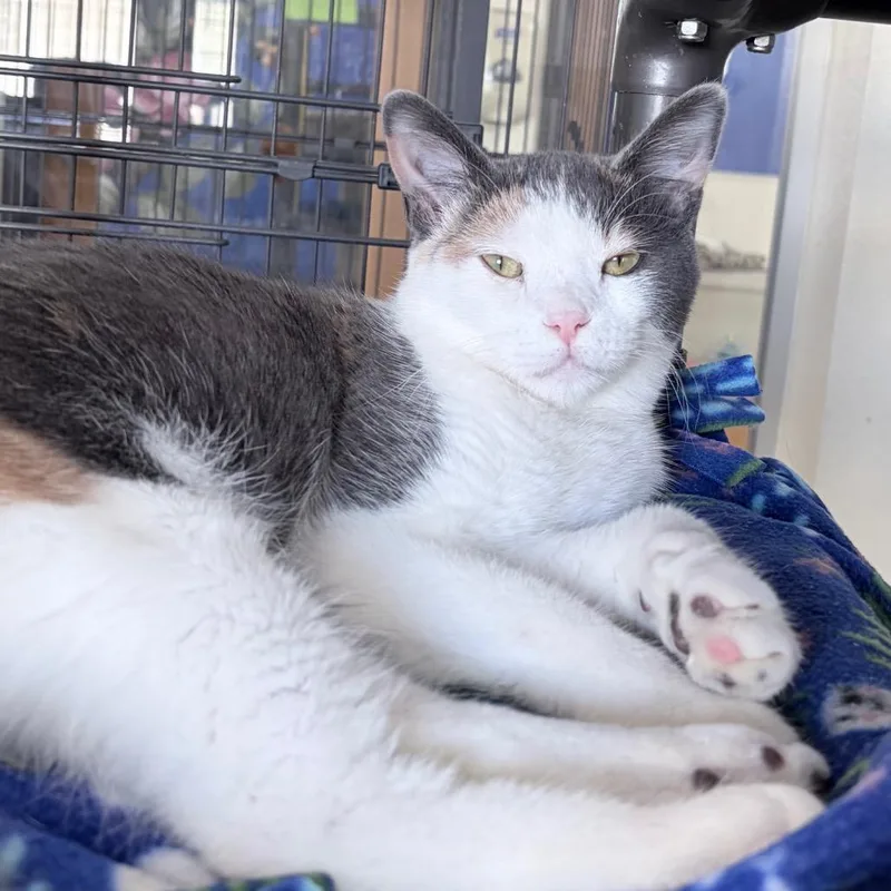 Twizzlers thumbnail 2