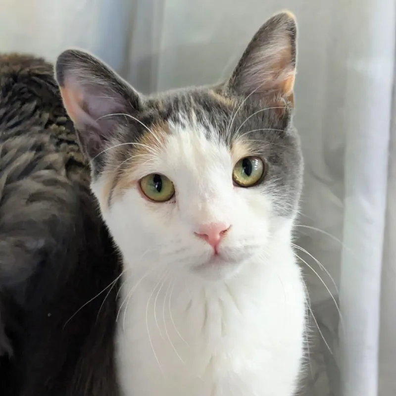 Twizzlers thumbnail 3