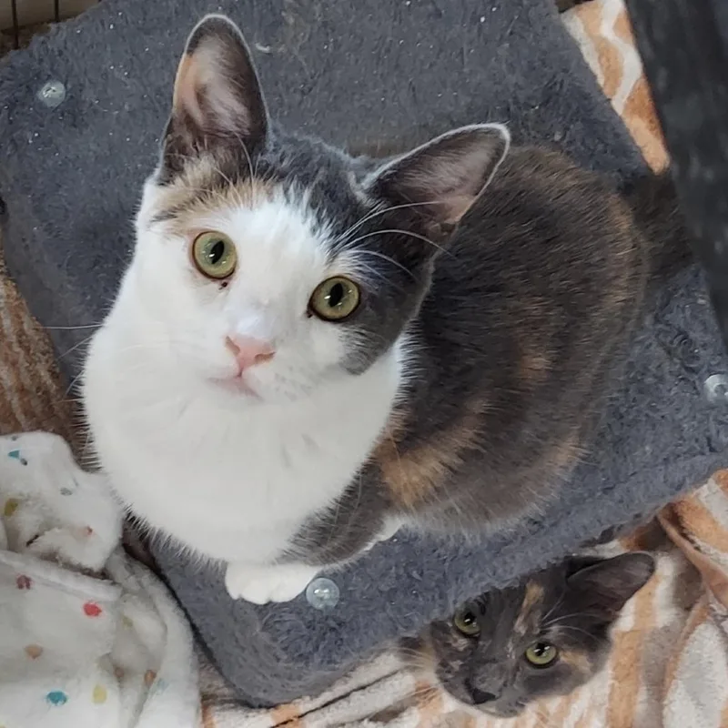 Twizzlers thumbnail 4