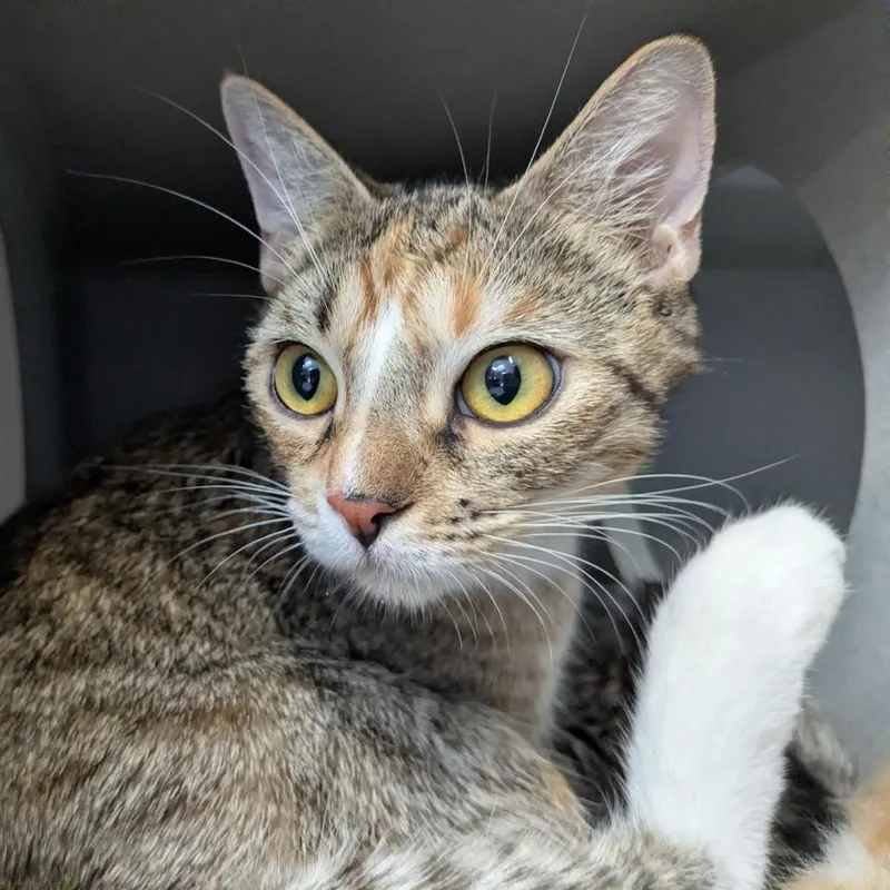 A young medium-sized female Calico Domestic Short Hair cat named Colette Tatou for adoption in Long Beach, CA