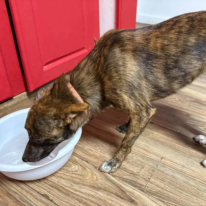 A young small-sized female Brindle Chihuahua dog named Ivy for adoption in Fairfax, VA