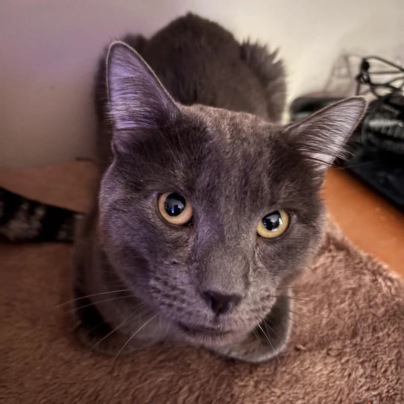 Carlos