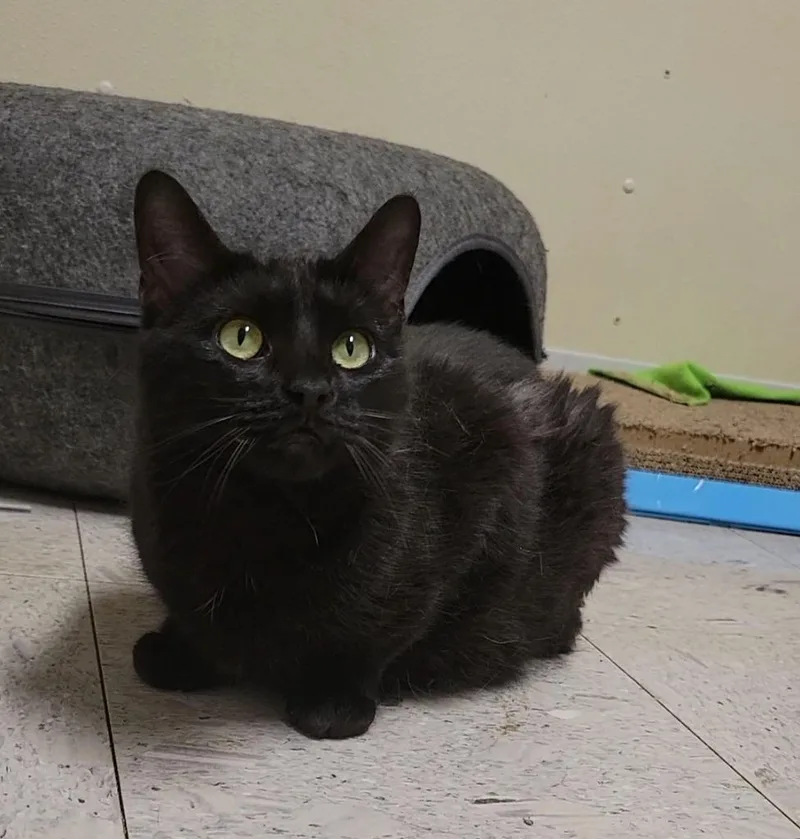 An adult medium-sized female Domestic Short Hair cat named Sally for adoption in Sandusky, OH