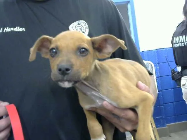 A baby small-sized male Australian Cattle Dog / Blue Heeler dog named Venus for adoption in Albuquerque, NM
