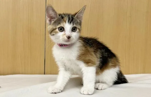 A baby small-sized female Domestic Short Hair cat named Jules for adoption in Saint Louis, MO