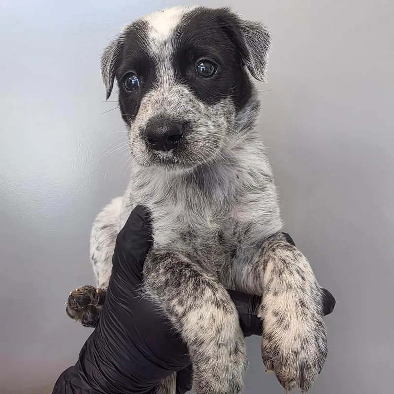 A baby small-sized male Gray / Blue / Silver Australian Cattle Dog / Blue Heeler dog named Peanut Butter for adoption in Sand Springs, OK