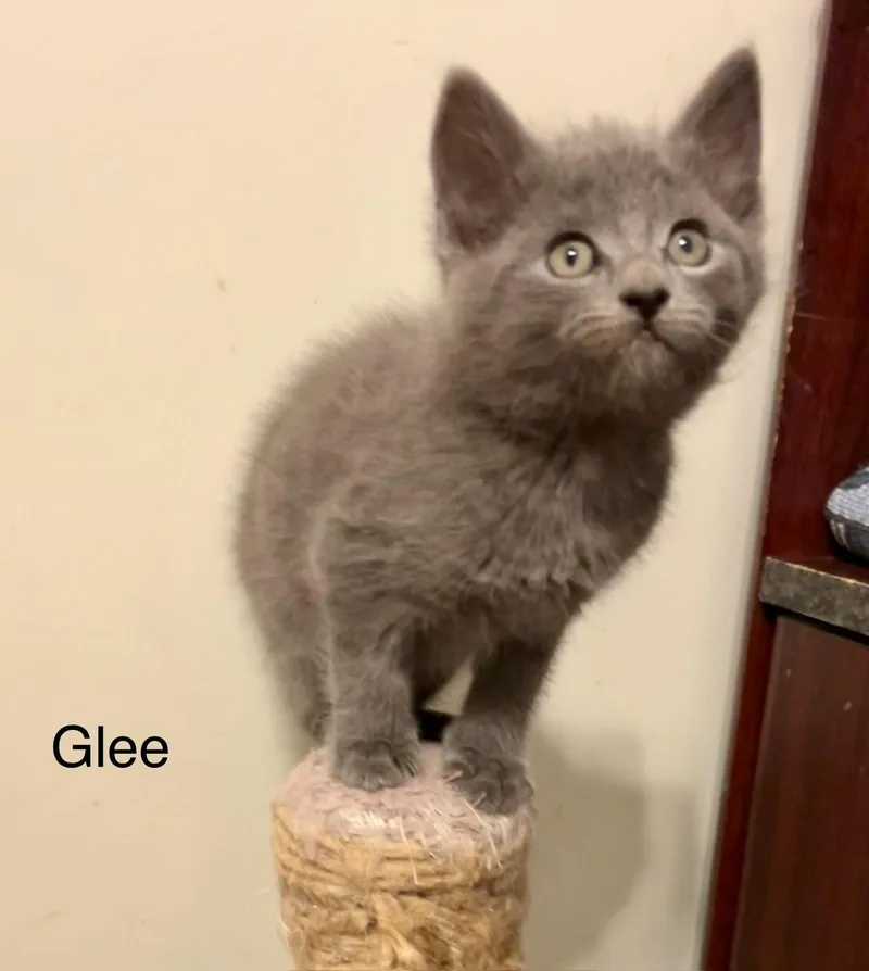 A baby medium-sized male Gray / Blue / Silver Russian Blue cat named Glee for adoption in Buford, GA